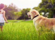 Partir en vacances avec ou sans son animal de compagnie ?